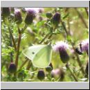 Pieris rapae - Kleiner Kohlweissling 02.jpg